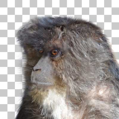 シシオザル Lion-tailed Macaque