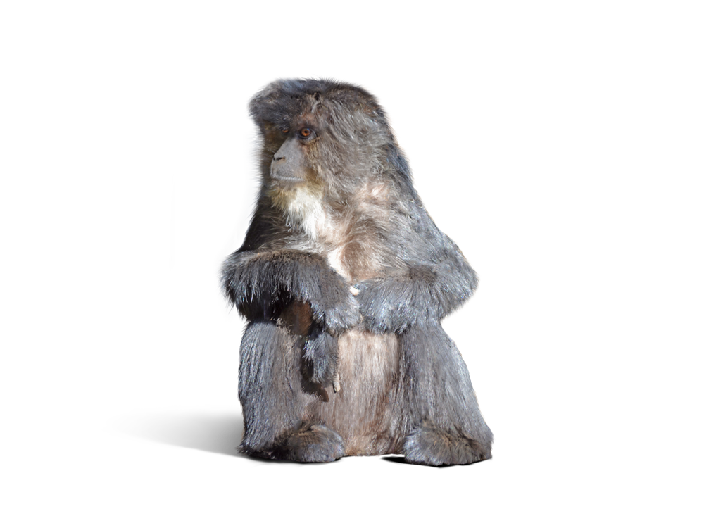 シシオザル Lion-tailed Macaque