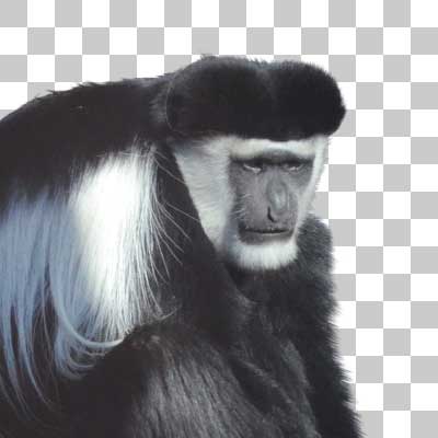 アビシニアコロブス Mantled Guereza