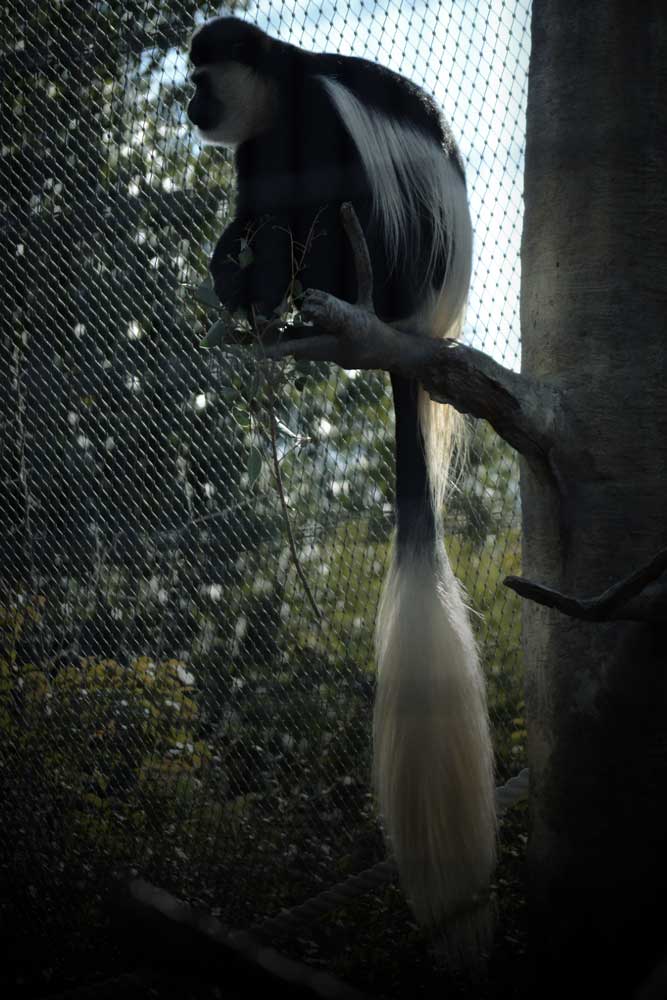 アビシニアコロブスの長い尻尾