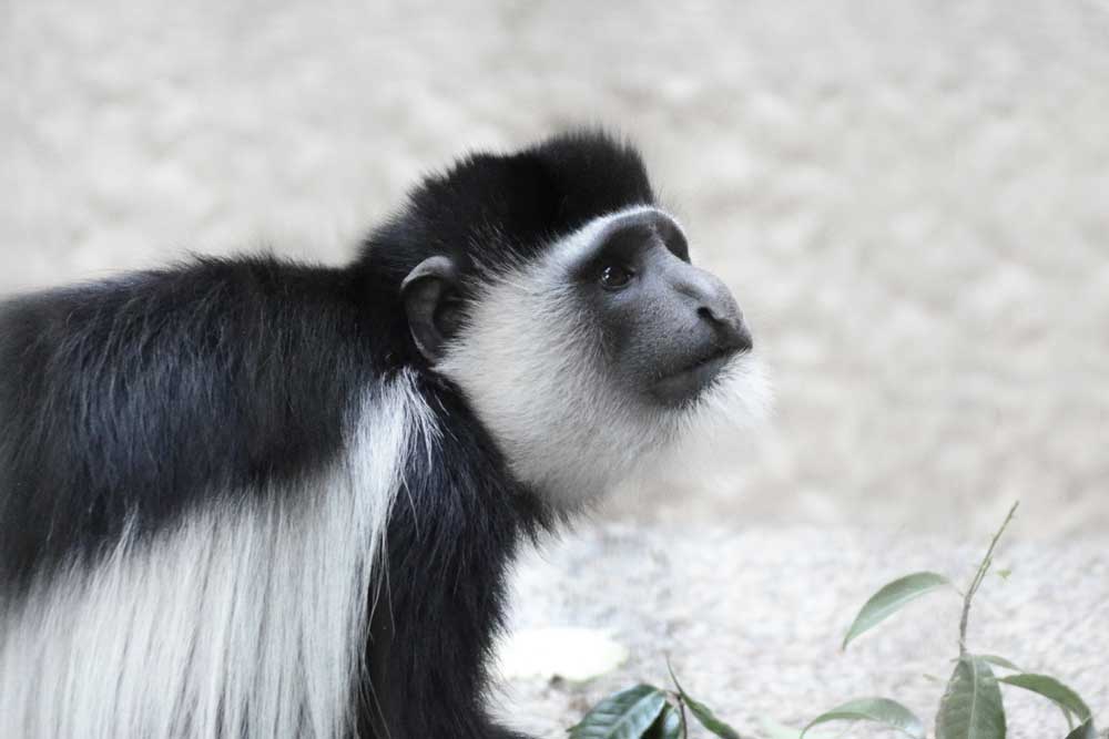 上野動物園のアビシニアコロブス