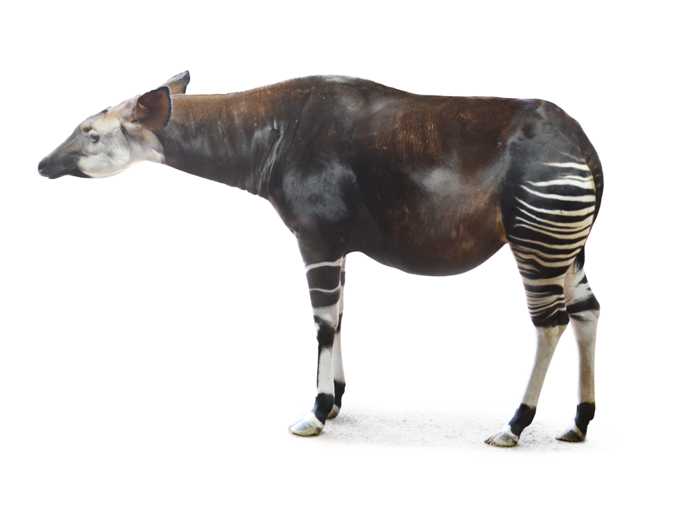 オカピ Okapi