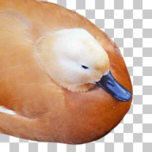 アカツクシガモ Ruddy Shelduck
