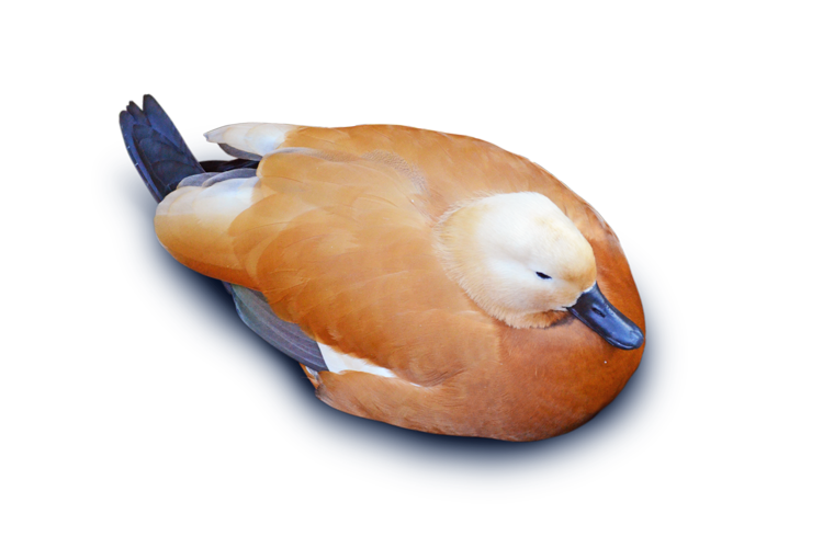 アカツクシガモ Ruddy Shelduck