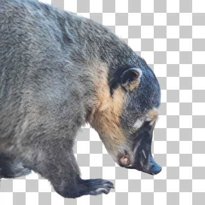 アカハナグマ South American Coati