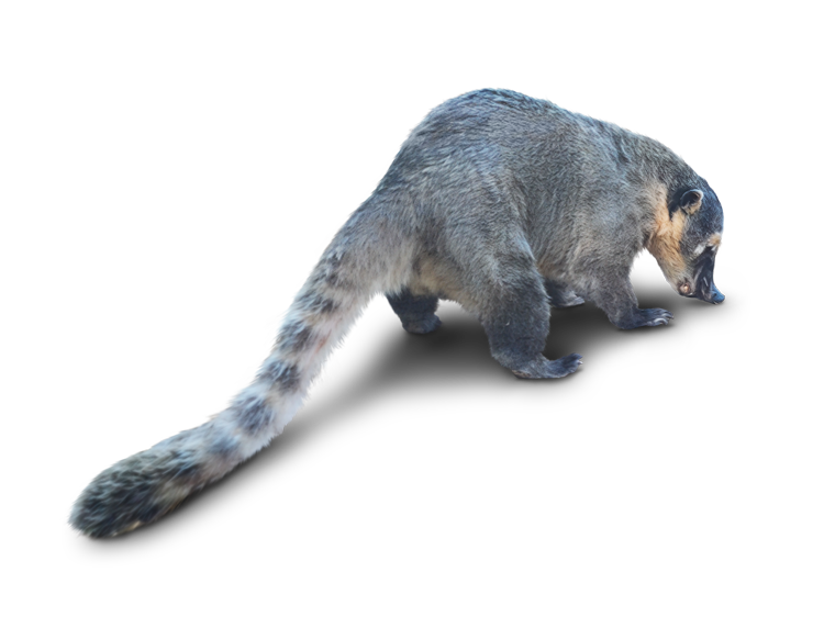 アカハナグマ South American coati