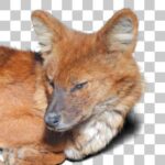 ドール Dhole