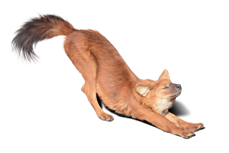 背筋を伸ばすドール