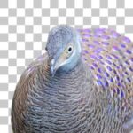 ハイイロコクジャク Grey Peacock-Pheasant