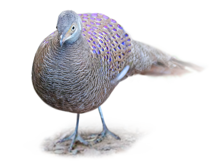 よこはま動物園ズーラシア のハイイロコクジャク