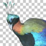 ニジキジ Himalayan Monal