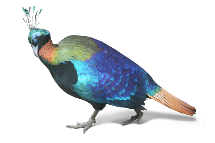 ニジキジ Himalayan Monal