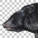 ニホンツキノワグマ Japanese Black Bear