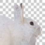 トウホクノウサギ Japanese Hare