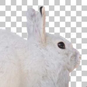 トウホクノウサギ Japanese Hare