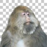 チベットモンキー Milne-edwards' Macaque