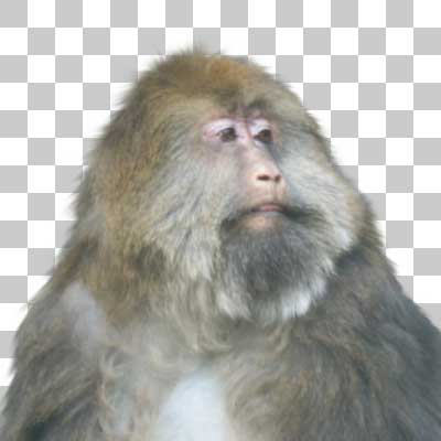 チベットモンキー Milne-edwards’ Macaque