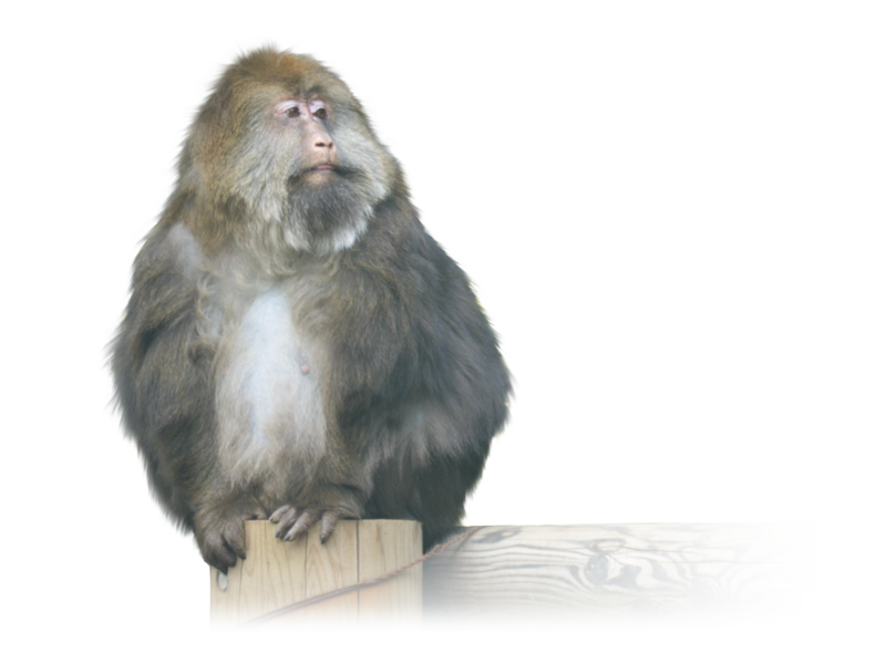 チベットモンキー Milne-edwards' Macaque