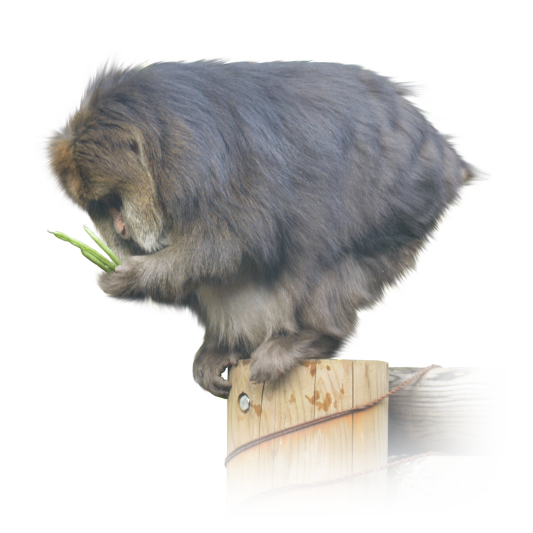 餌を手にするチベットモンキー