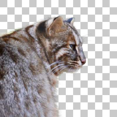ツシマヤマネコ Tsushima Leopard Cat