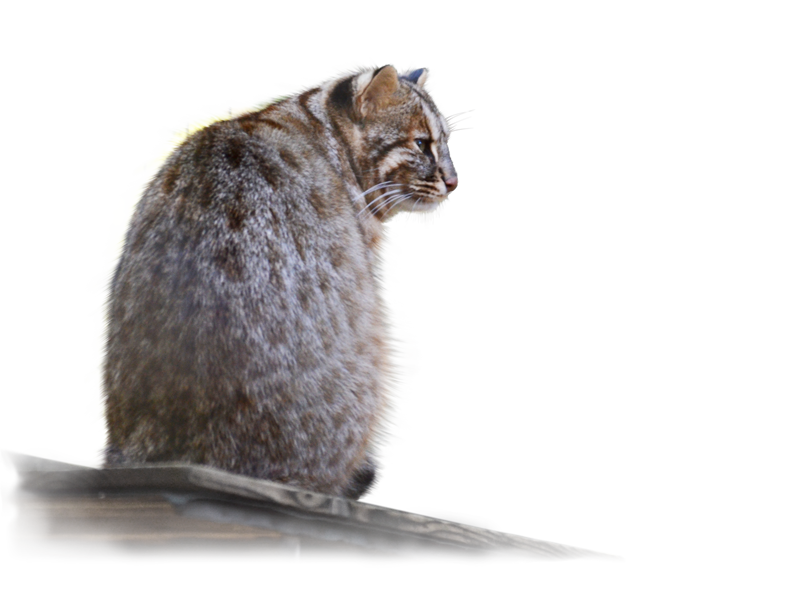 ツシマヤマネコ Tsushima Leopard Cat