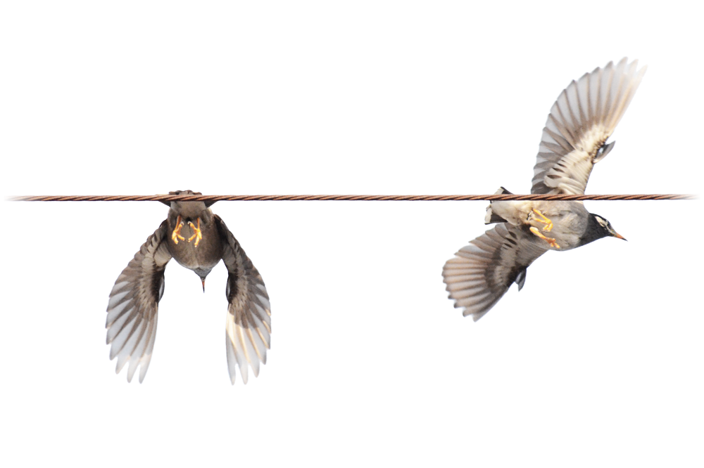 飛び立つムクドリ