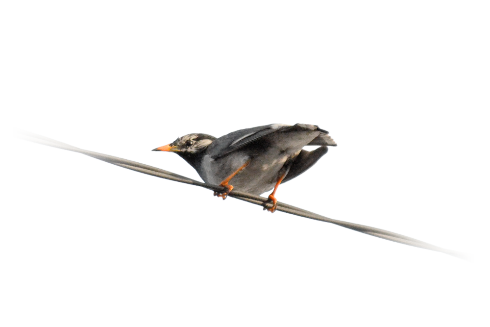 鮮やかな橙色の嘴を持つムクドリ