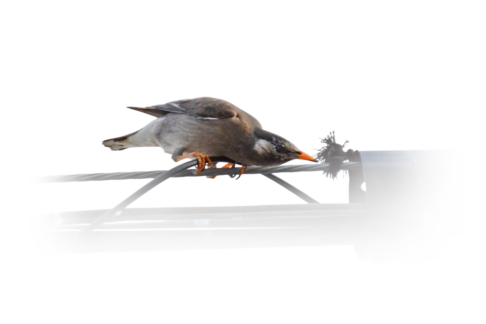 電線を利用するムクドリ