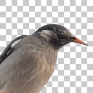 ムクドリ White-cheeked Starling