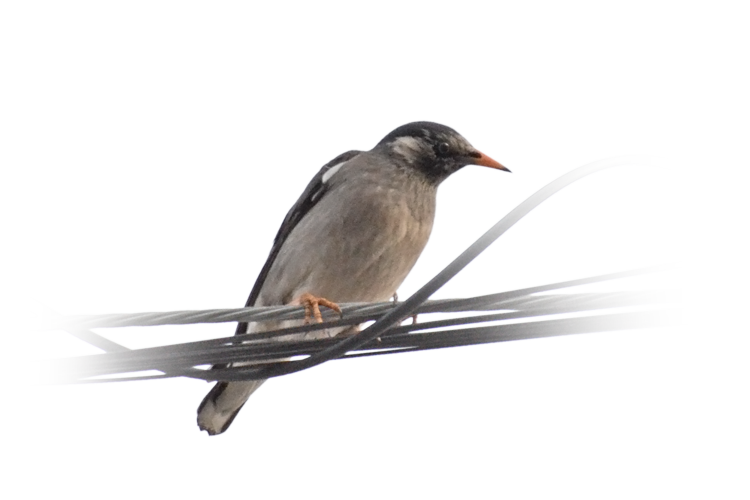 ムクドリ White-cheeked Starling