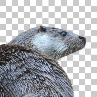 ユーラシアカワウソ Eurasian Otter