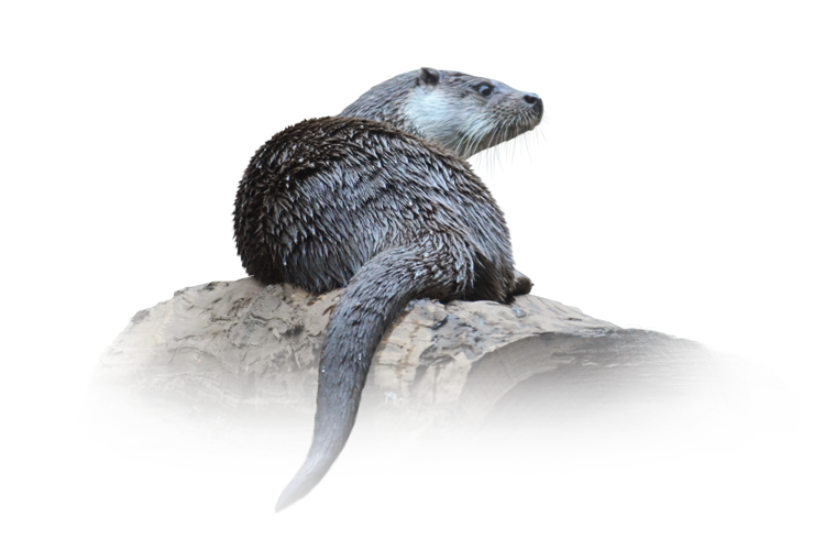 ユーラシアカワウソ Eurasian Otter