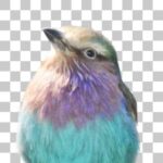 ライラックニシブッポウソウ Lilac-breasted Roller