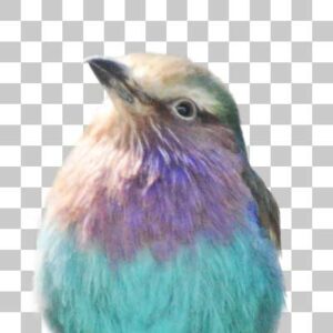ライラックニシブッポウソウ Lilac-breasted Roller