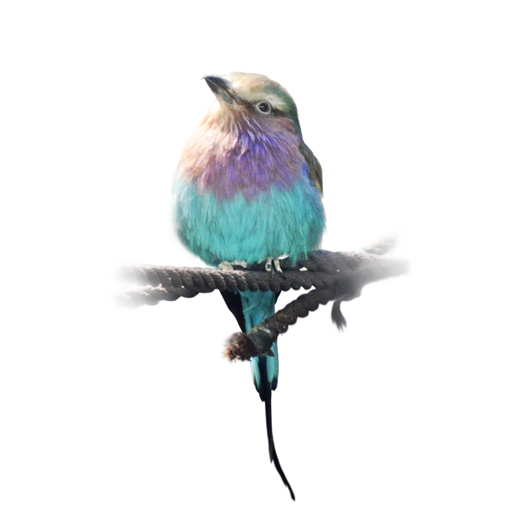 ライラックニシブッポウソウ Lilac-breasted Roller