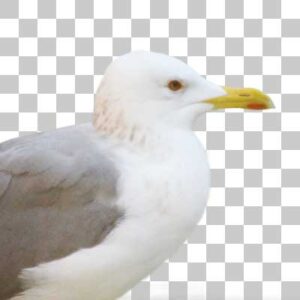 モンゴルセグロカモメ Mongolian Gull