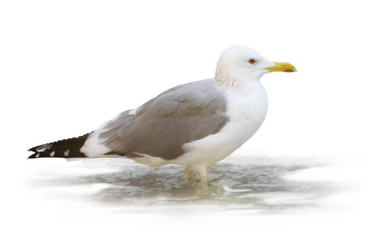 よこはま動物園ズーラシアのモンゴルセグロカモメ