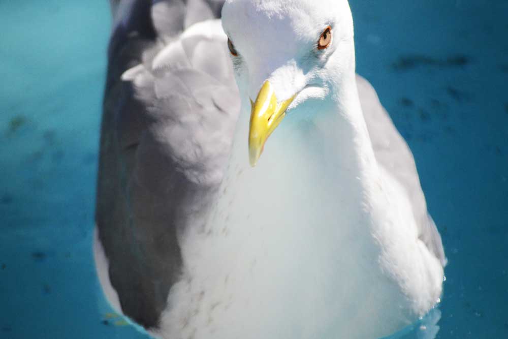 鋭い目つきのモンゴルセグロカモメ