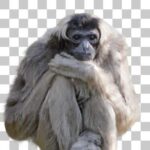 ボウシテナガザル Pileated Gibbon