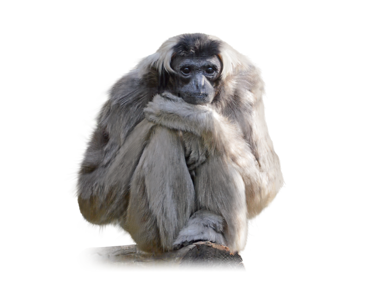 ボウシテナガザル Pileated Gibbon