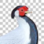 ハッカン Silver Pheasant