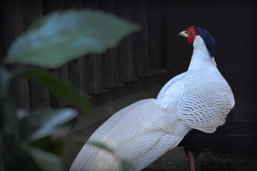 よこはま動物園ズーラシア のハッカン(雄)