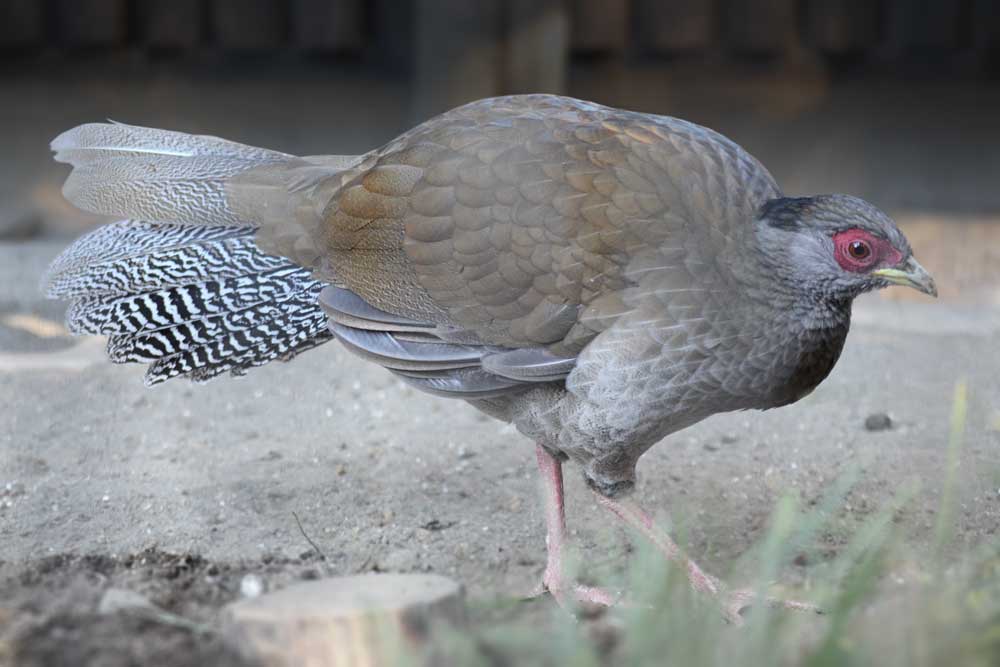 よこはま動物園ズーラシア のハッカン(雌)