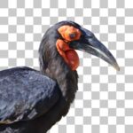 ミナミジサイチョウ Southern Ground Hornbill