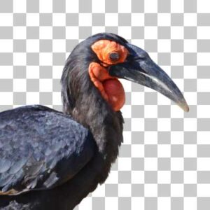 ミナミジサイチョウ Southern Ground Hornbill