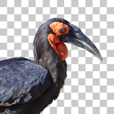 ミナミジサイチョウ Southern Ground Hornbill
