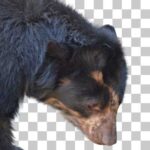 メガネグマ Spectacled Bear