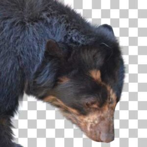 メガネグマ Spectacled Bear