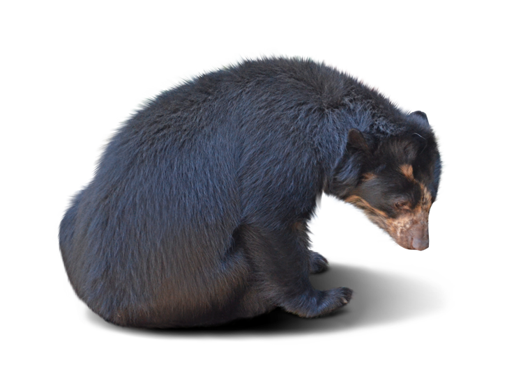 よこはま動物園ズーラシア のメガネグマ