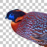 ベニジュケイ Temminck's Tragopan